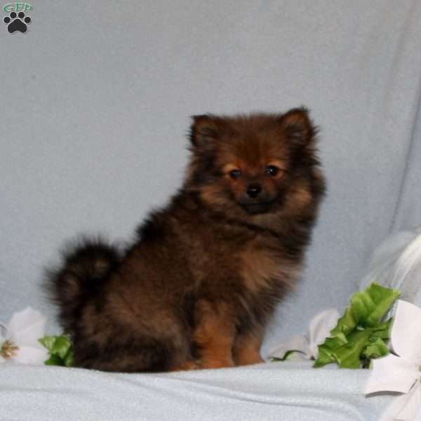 Dolly, Pomeranian Puppy